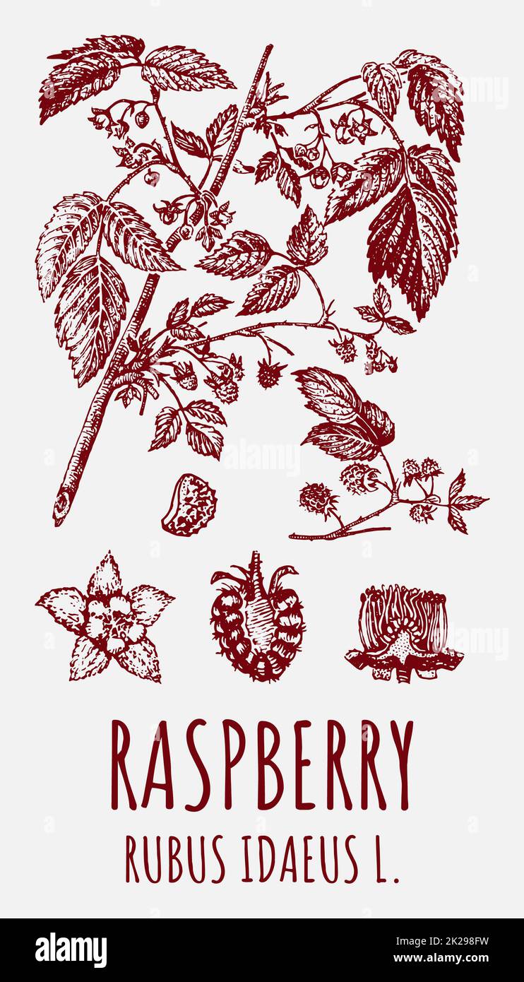 Disegni vettoriali di lampone. Illustrazione disegnata a mano. Nome latino RUBUS IDAEUS L. Foto Stock