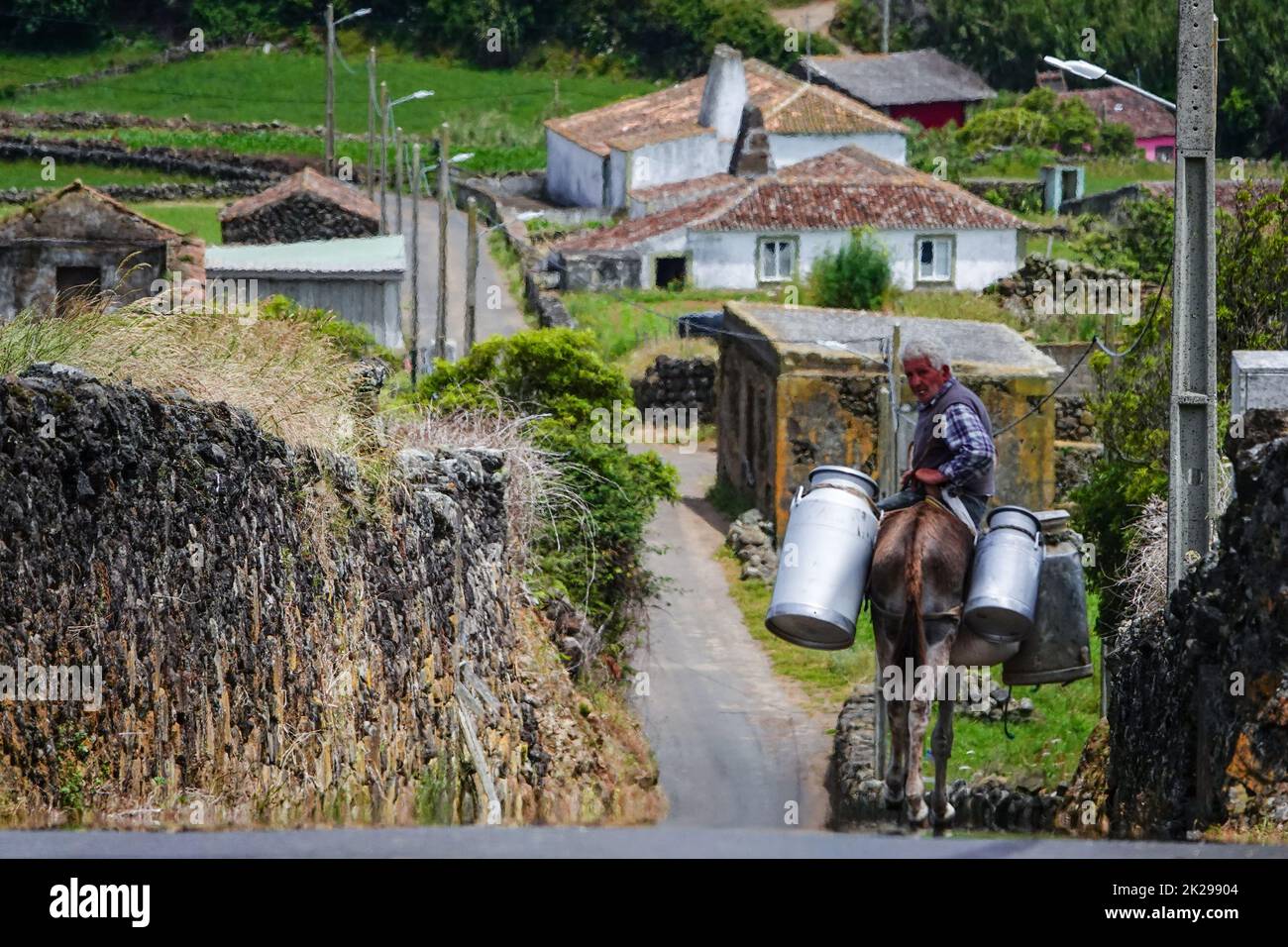 Caseificio che trasporta lattine di latte su un asino in un deposito a Villa Nova, isola di Terceira, Azzorre, Portogallo. Le Azzorre sono conosciute come la terra delle vacche felici e producono il 30% di tutta la produzione lattiero-casearia in Portogallo. Foto Stock