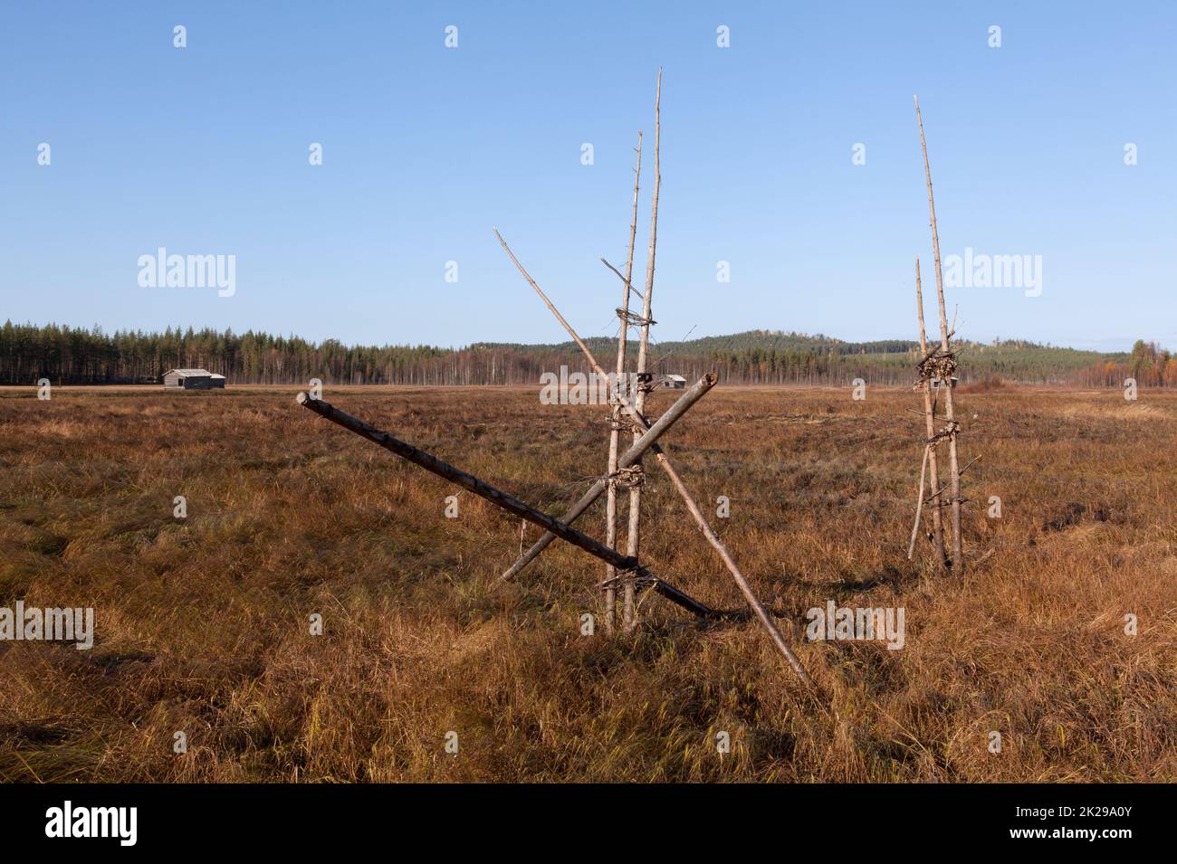 Vista di una paludi nei colori autunnali. Foreste, fienili e recinzione di fieno alla luce del mattino. Agricoltura di ieri. Foto Stock