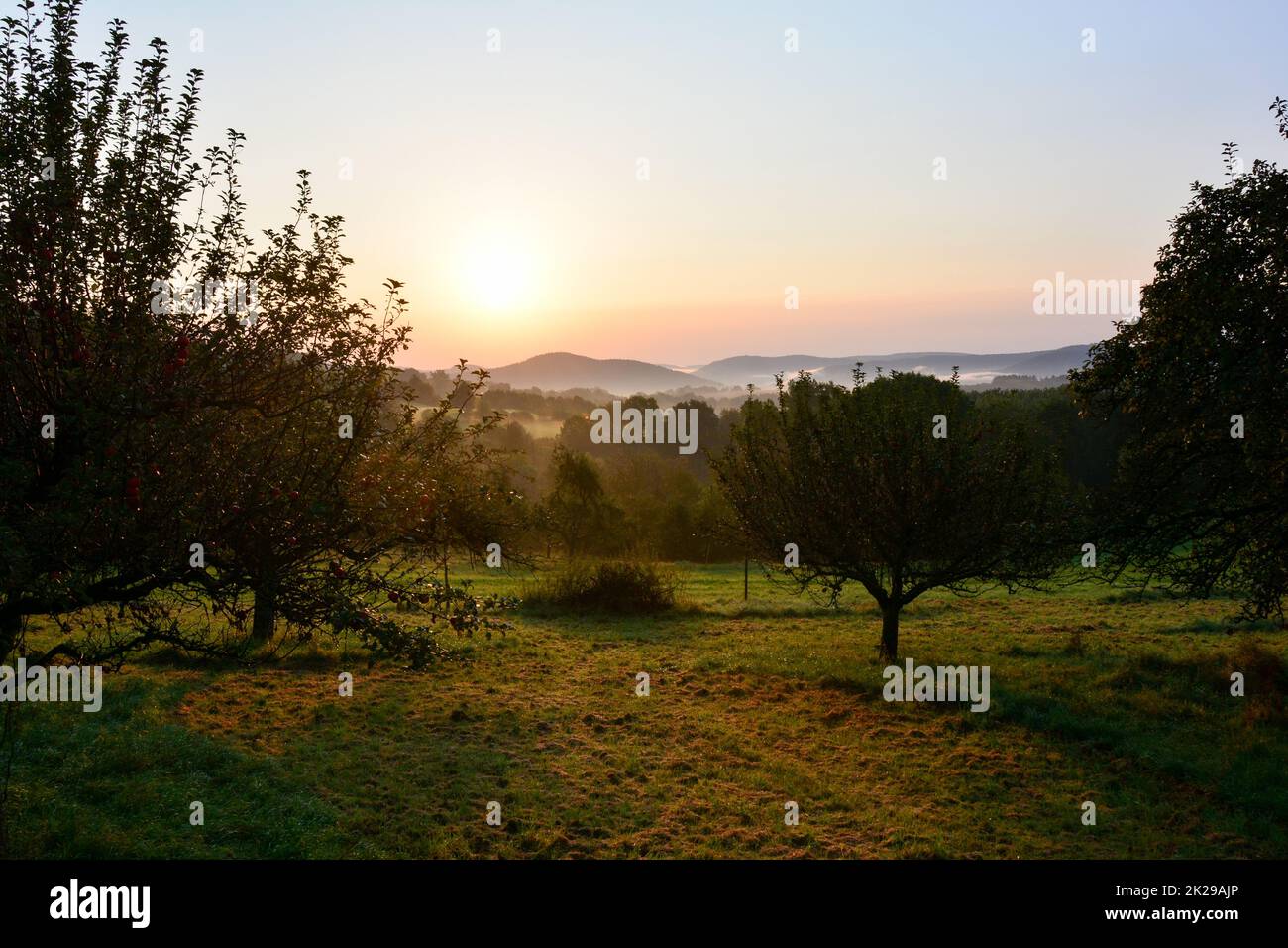 Alberi e prato al mattino presto Foto Stock