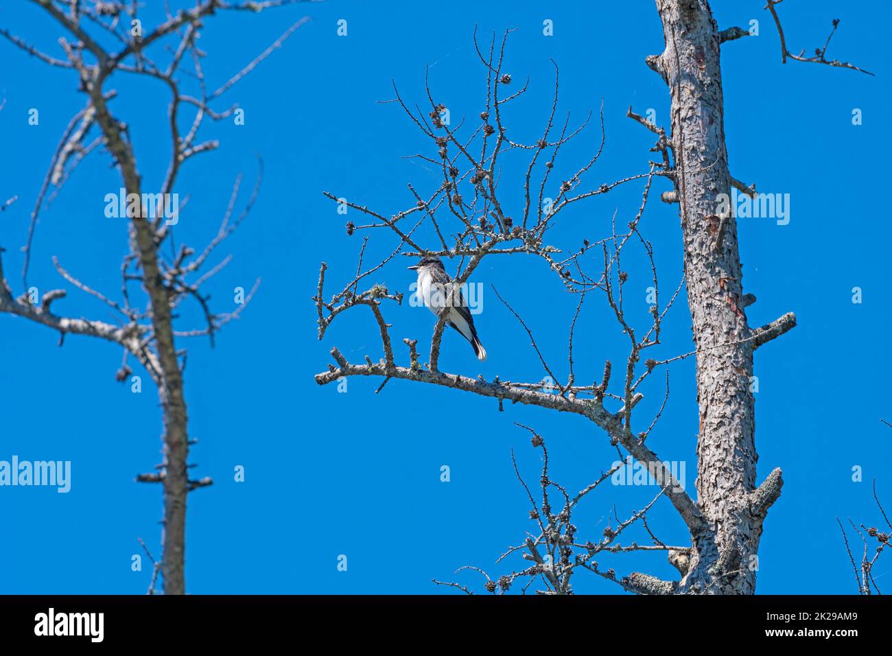 Un Kingbird orientale in un albero scraggly Foto Stock