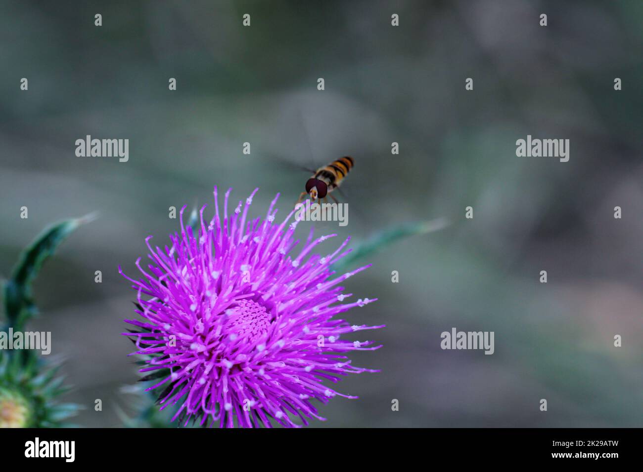 Un hoverfly vola a un fiore di un cardo. Foto Stock