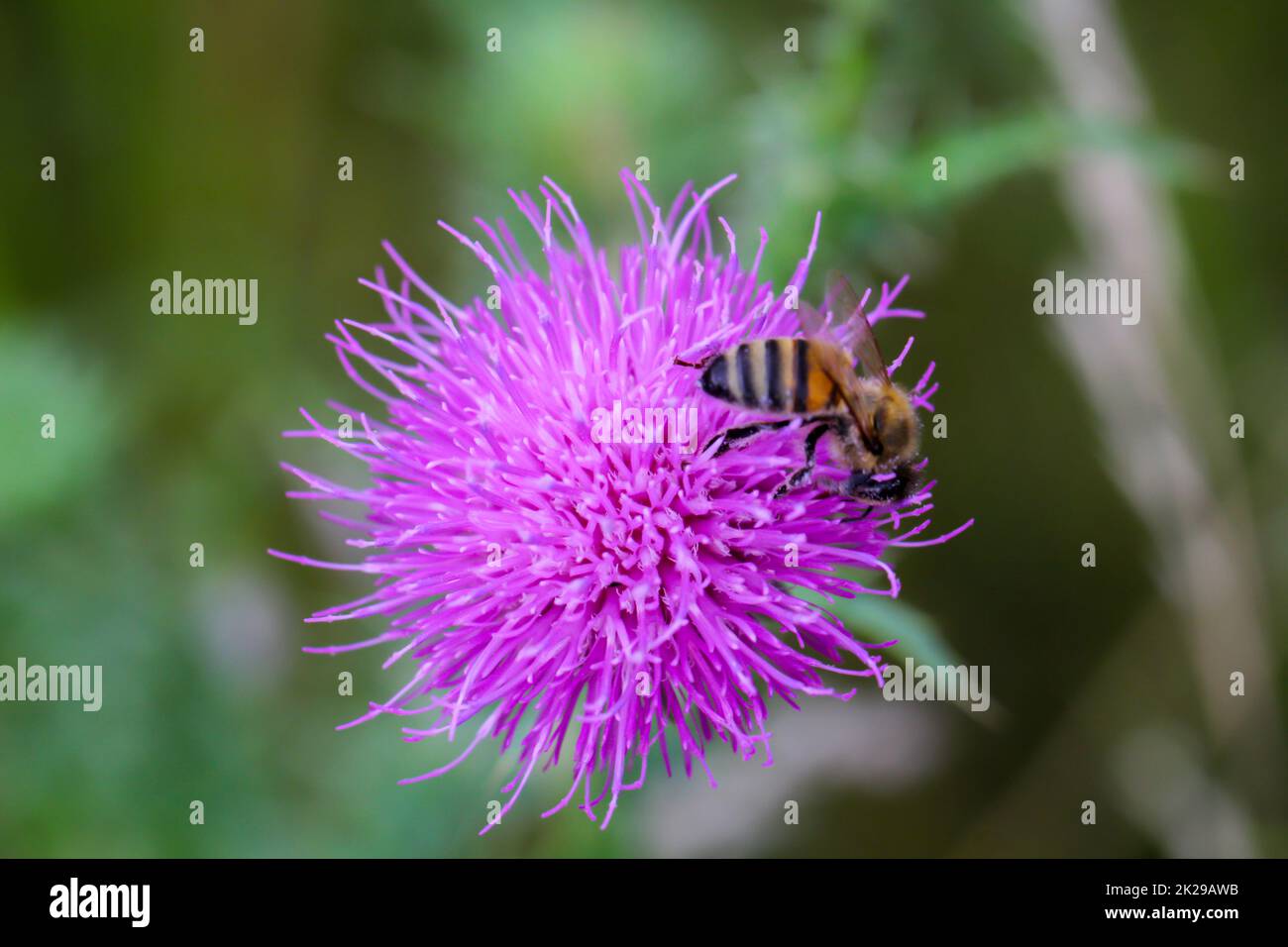 Un hoverfly vola a un fiore di un cardo. Foto Stock