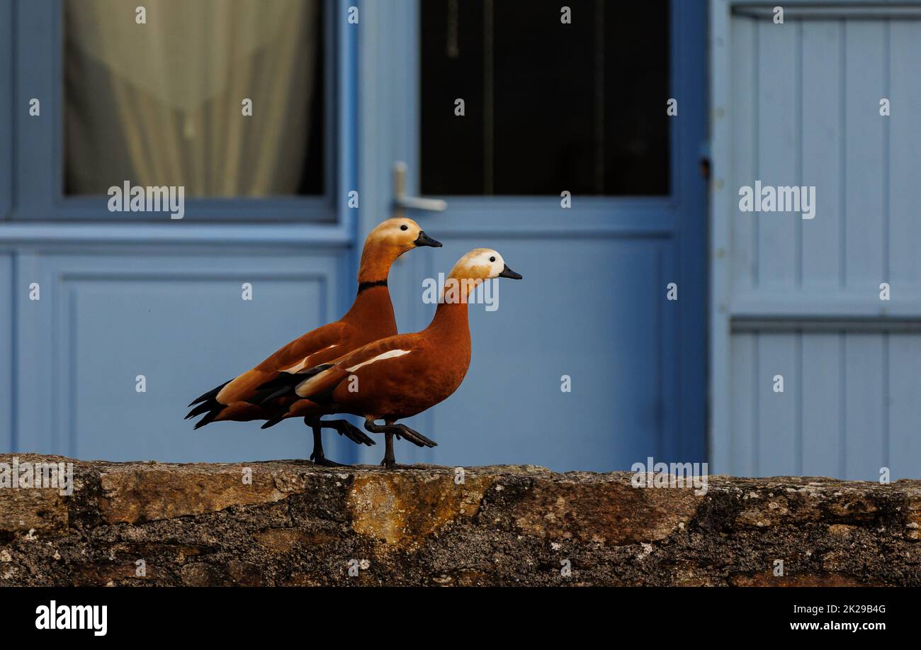 Due belle anatre sincronizzate Foto Stock