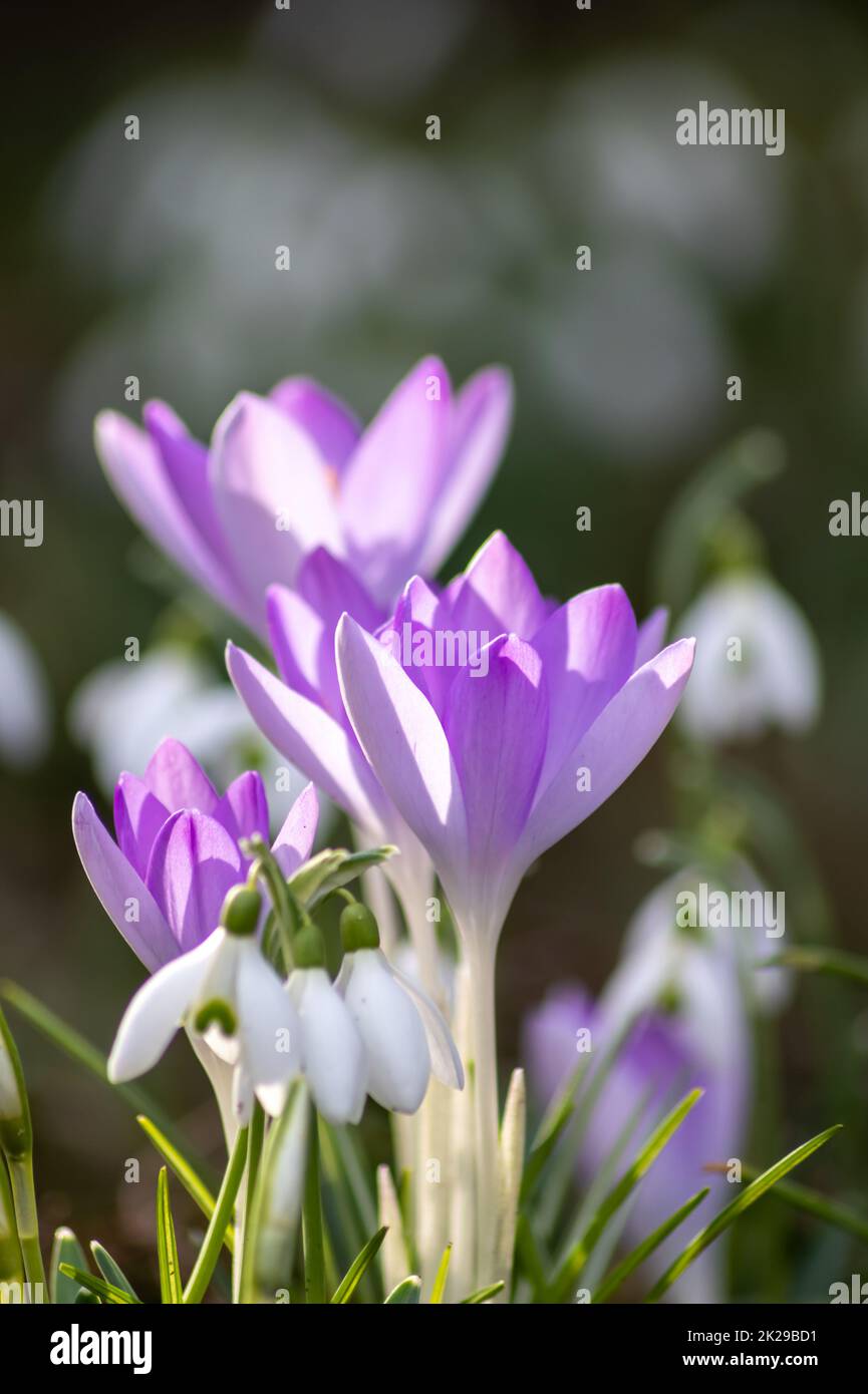 Prima primavera fiori di neve e fiori di croci rosa con polline e nettare per le api di miele di stagione nel mese di febbraio con petali bianchi e fiori bianchi in macro vista e bel bokeh sfondo sfocato Foto Stock