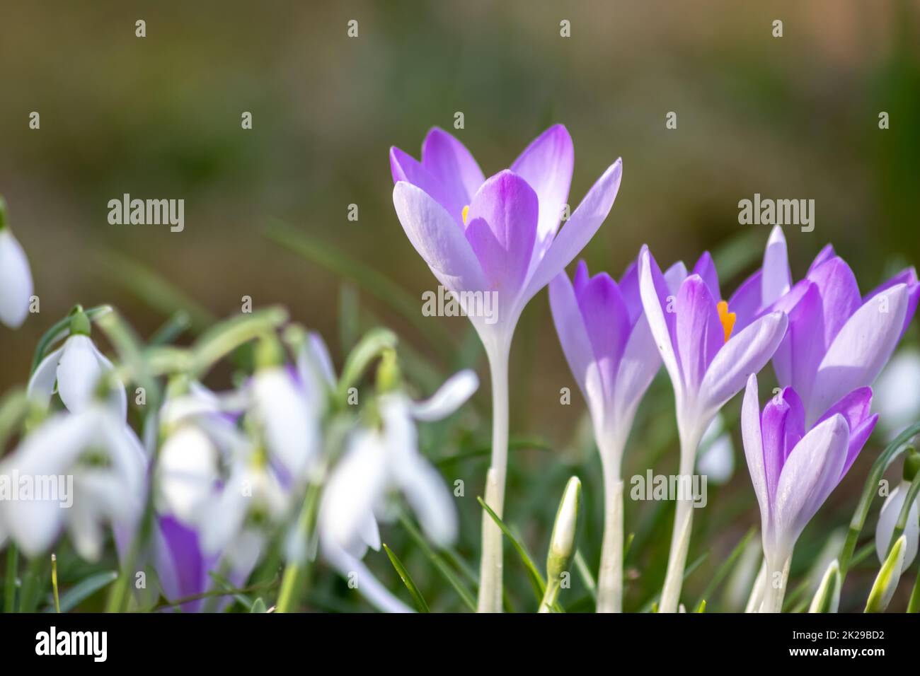 Prima primavera fiori di neve e fiori di croci rosa con polline e nettare per le api di miele di stagione nel mese di febbraio con petali bianchi e fiori bianchi in macro vista e bel bokeh sfondo sfocato Foto Stock