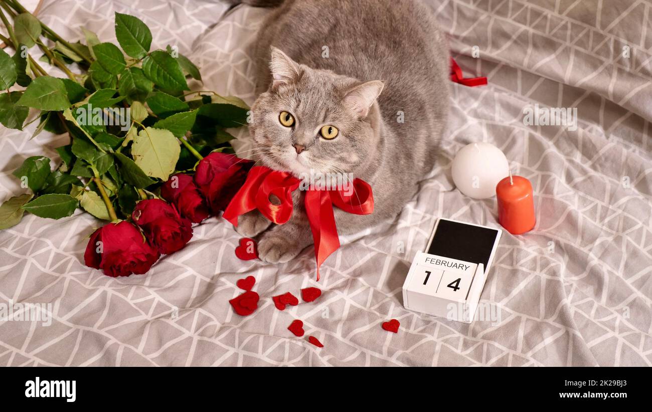 San Valentino a casa con un amato animale domestico Foto Stock