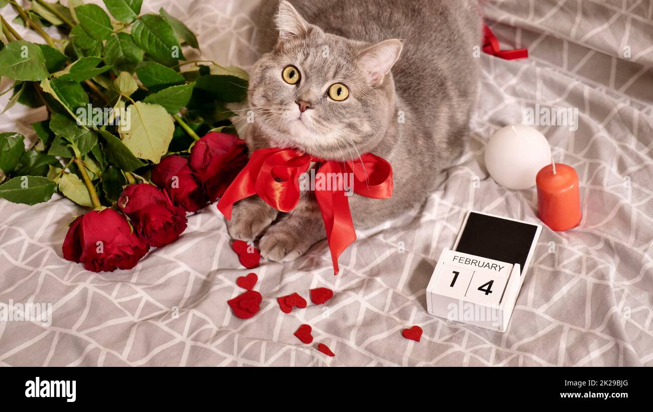 Romantico giorno di San Valentino a casa con gatto a letto Foto Stock