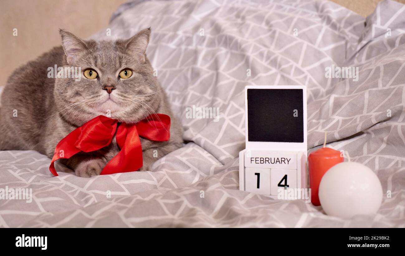 Romantico giorno di San Valentino a casa con gatto animale Foto Stock