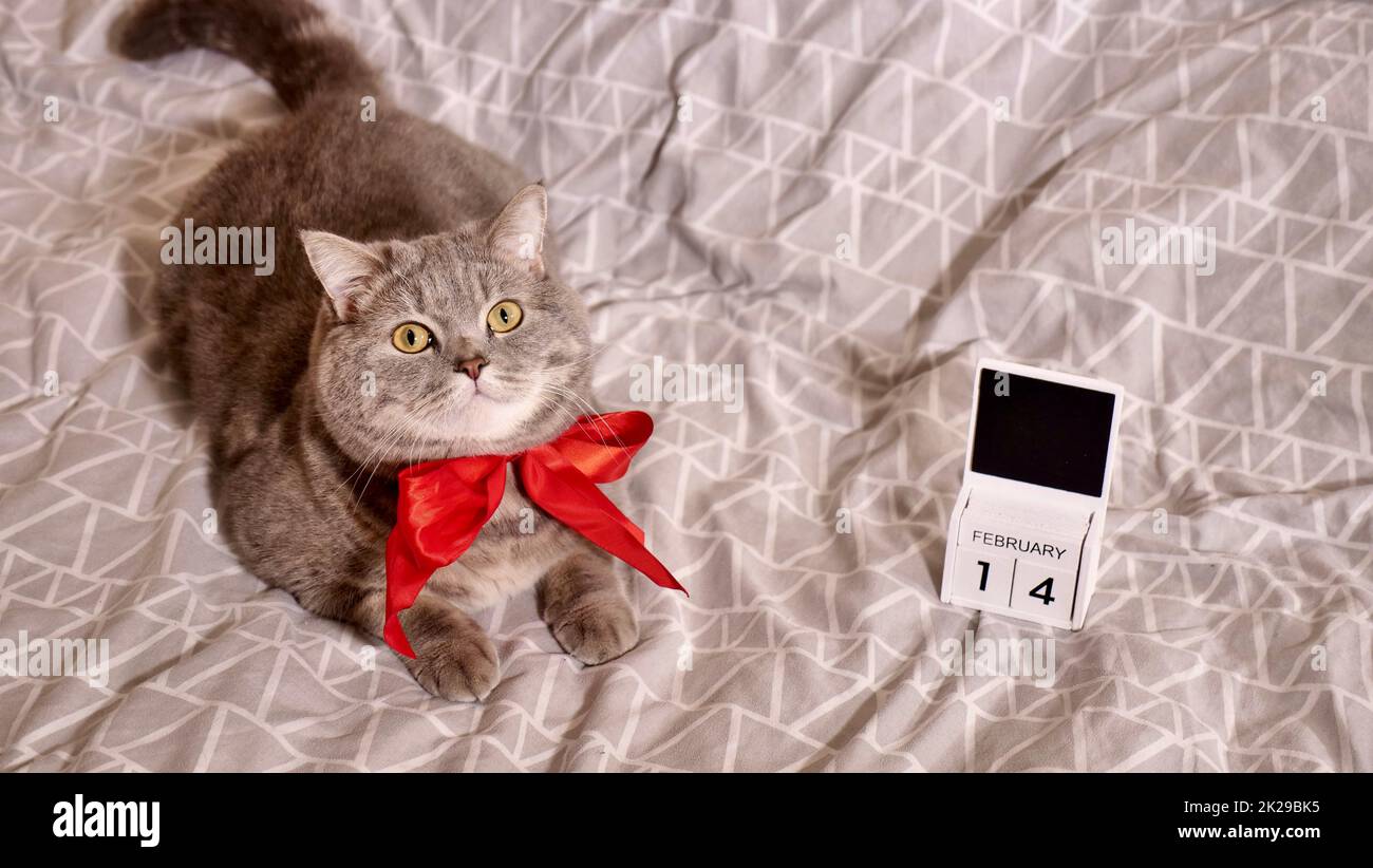 Romantico giorno di San Valentino a casa con gatto in letto Foto Stock