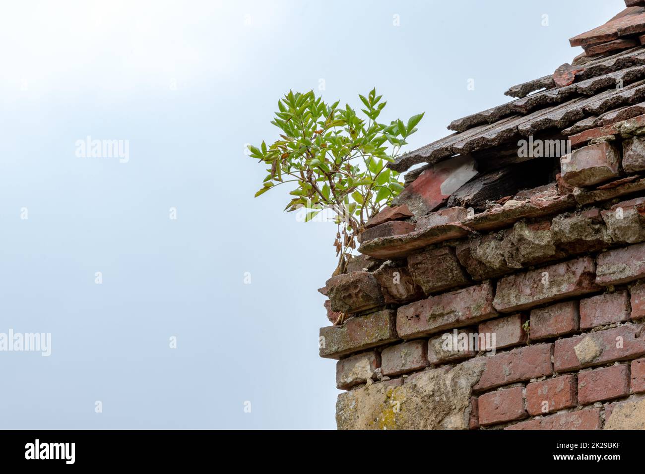 la pianta verde cresce tra le tegole dal tetto di una rovina di fabbrica Foto Stock