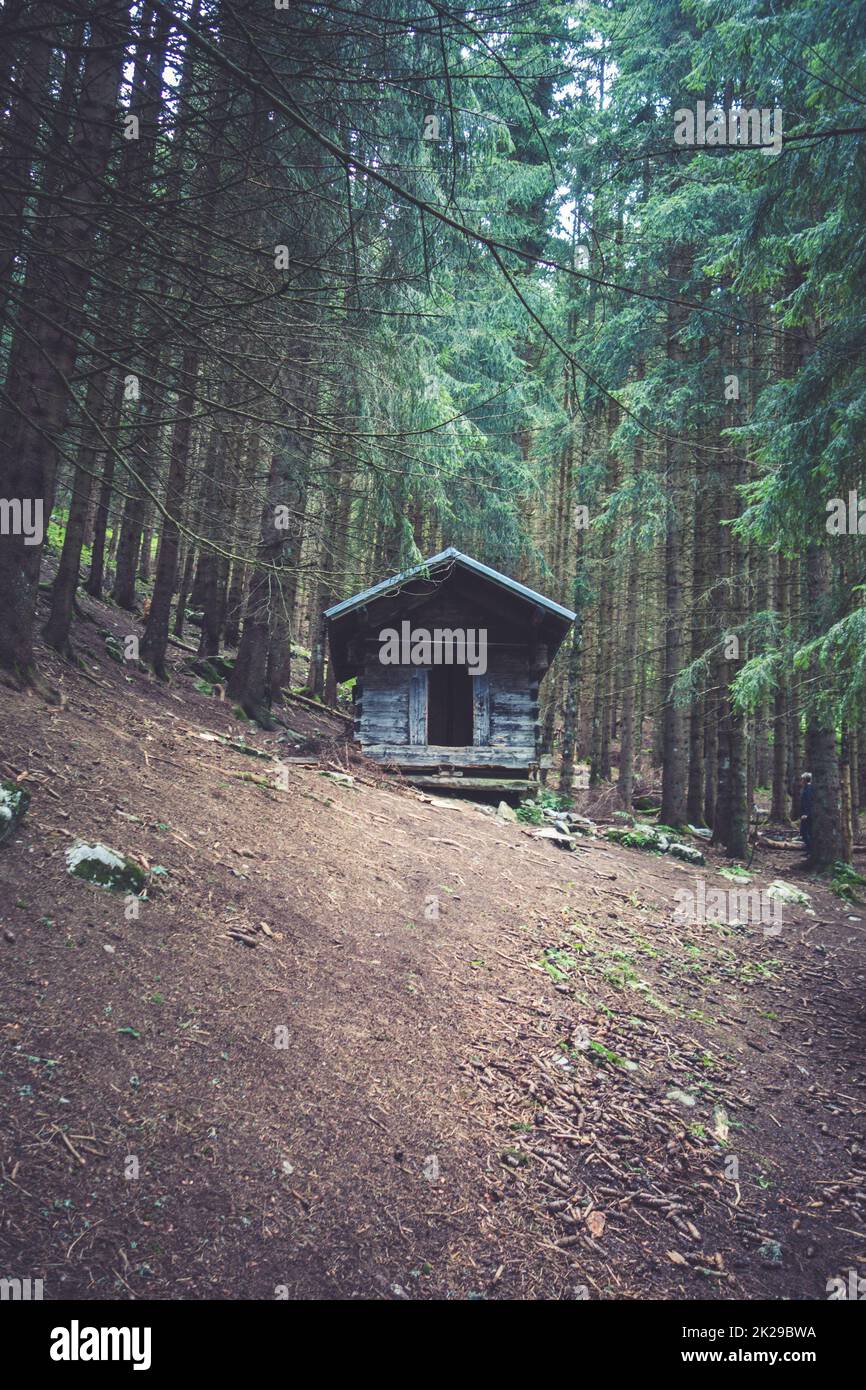 Piccola cabina in legno in una foresta di abeti bui Foto Stock