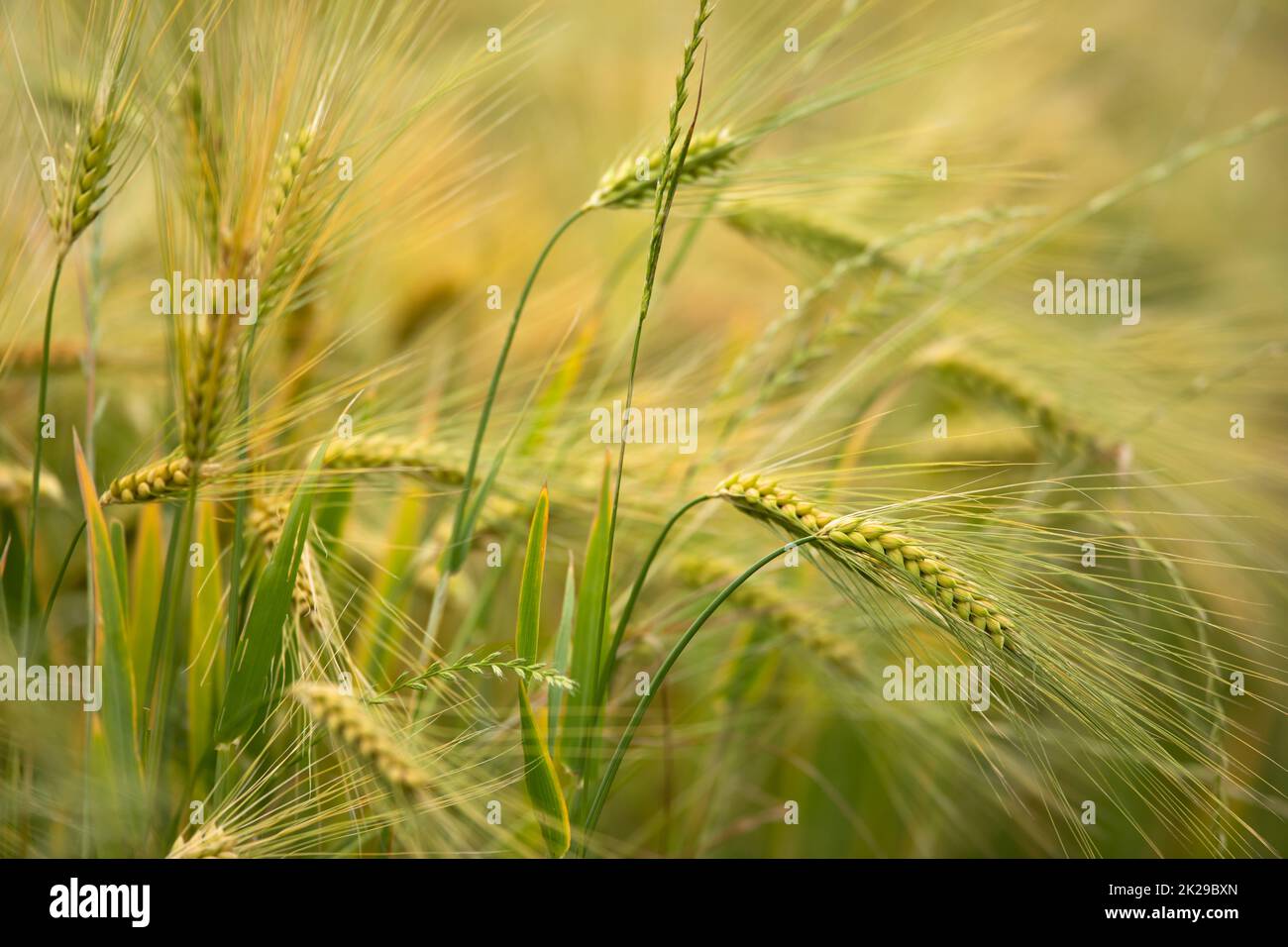 Singola pianta di orzo verde su fondo scuro. Grano di orzo è usato per farina, pane di orzo, birra di orzo, alcuni whisky, alcuni vodka, e foraggio animale. Messa a fuoco selettiva, spazio per il testo Foto Stock