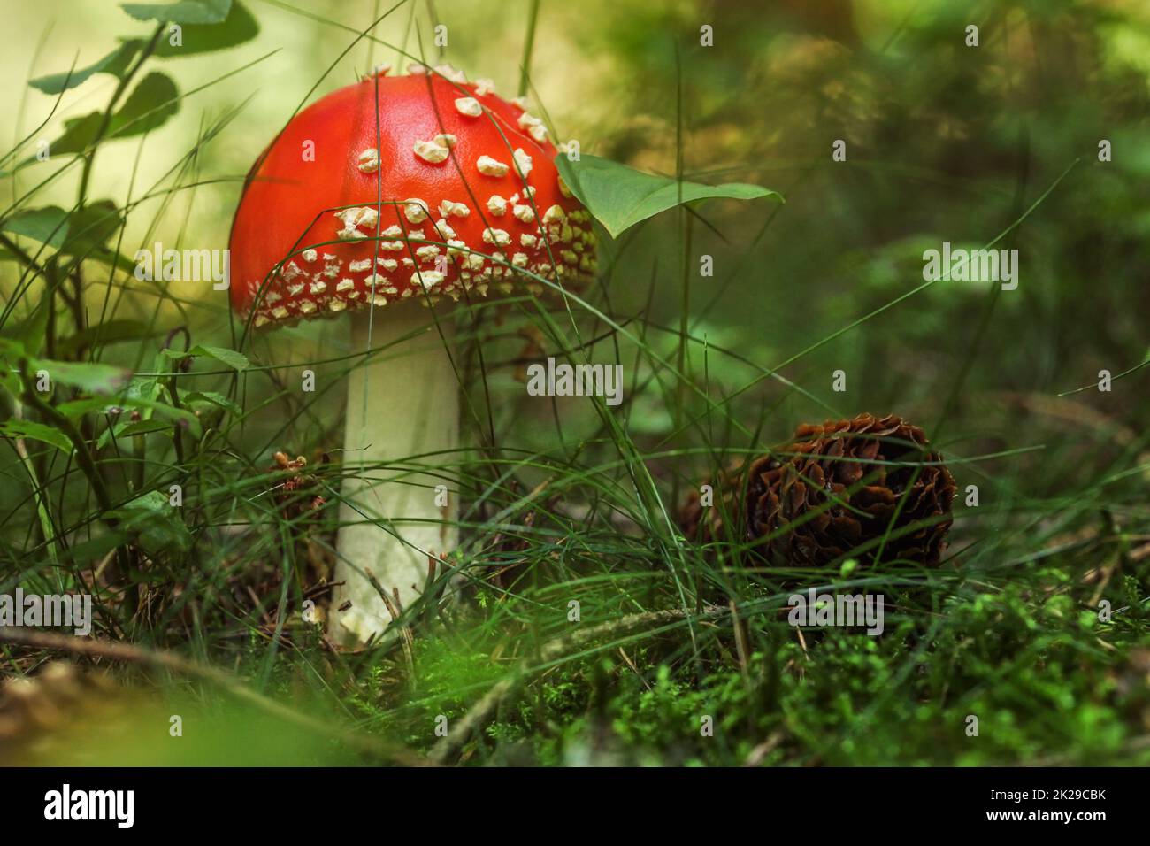 Rosso giovane amanita muscaria funghi nel bosco il muschio e erba, pigna accanto ad essa. Foto Stock