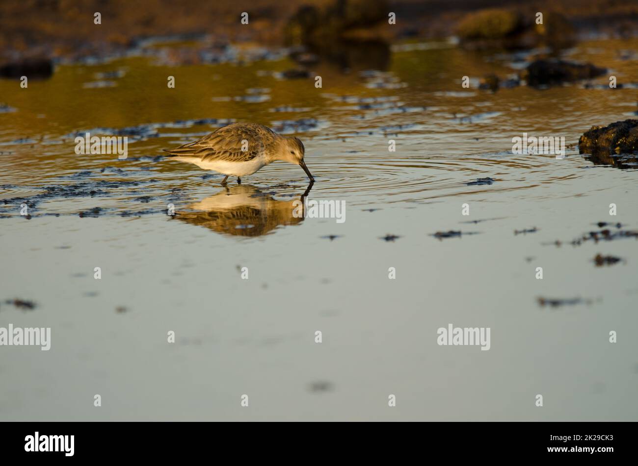 Dunlin Calidris alpina alla ricerca di cibo. Foto Stock