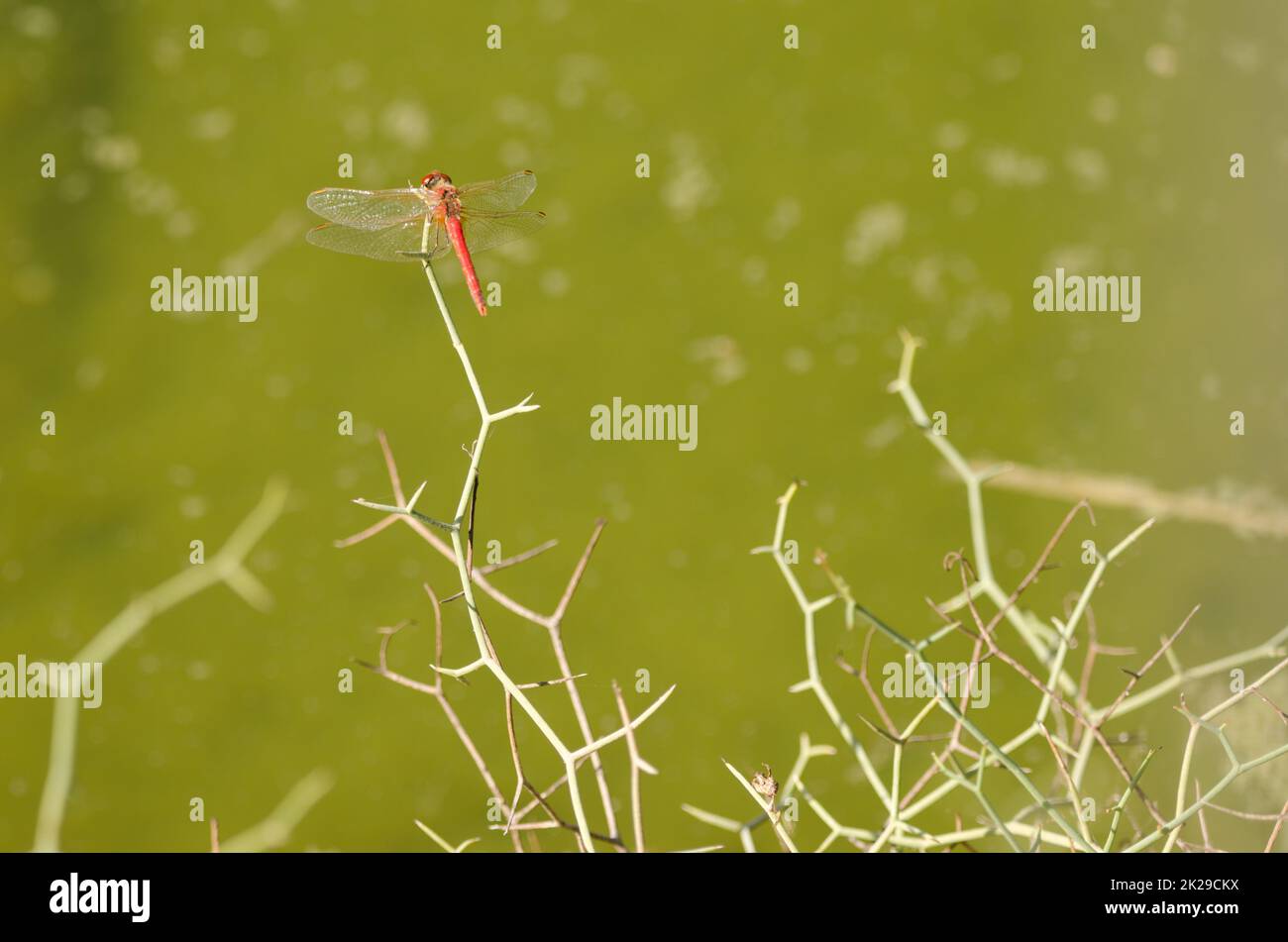 Scarlatto maschile Dragonfly Crocothemis eritraea. Foto Stock