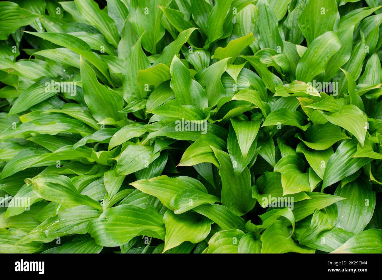 Verde cespuglio di Hosta con belle foglie in estate. Pianta decorativa per giardino Foto Stock