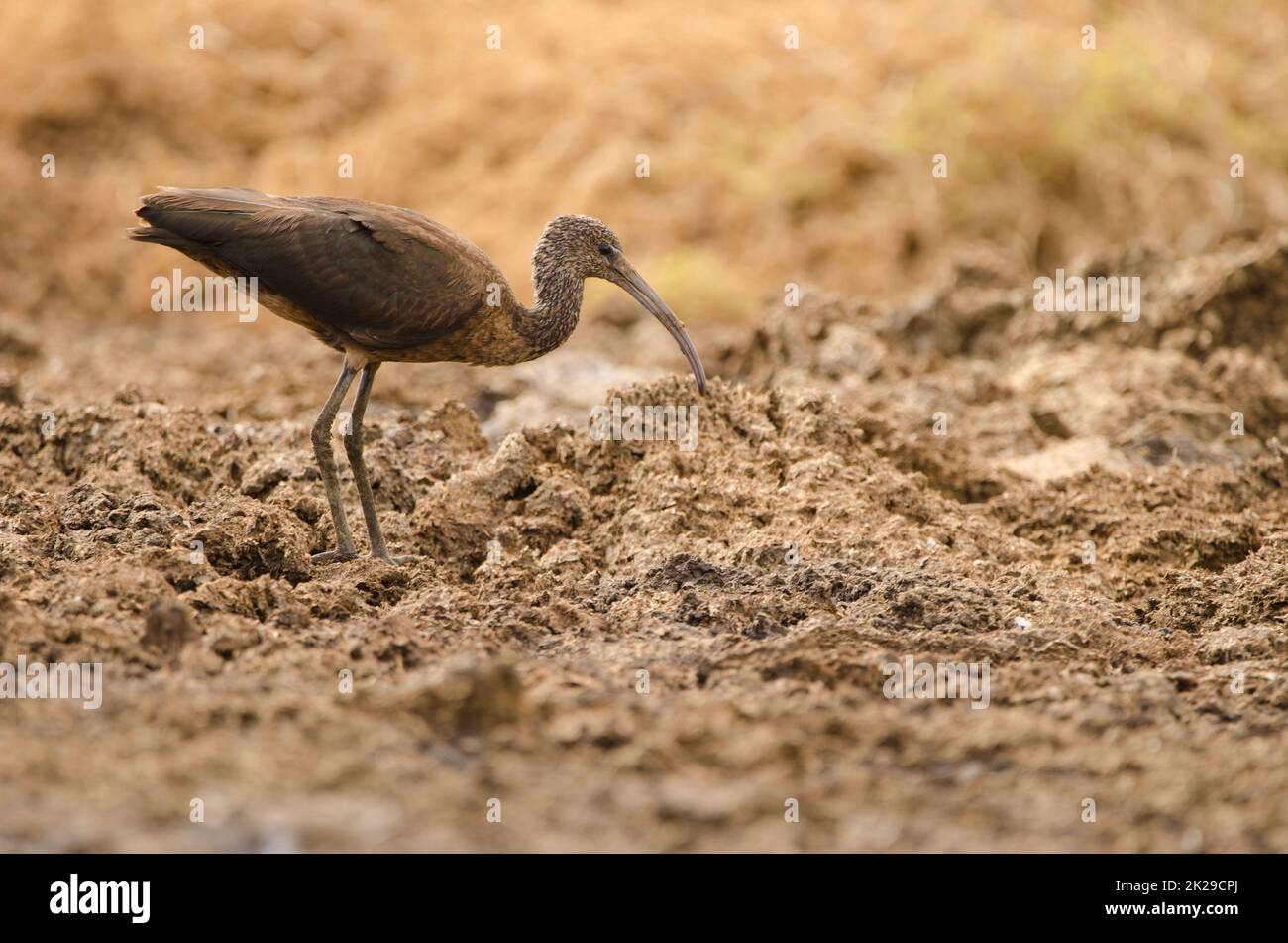 Glossy ibis alla ricerca di cibo. Foto Stock