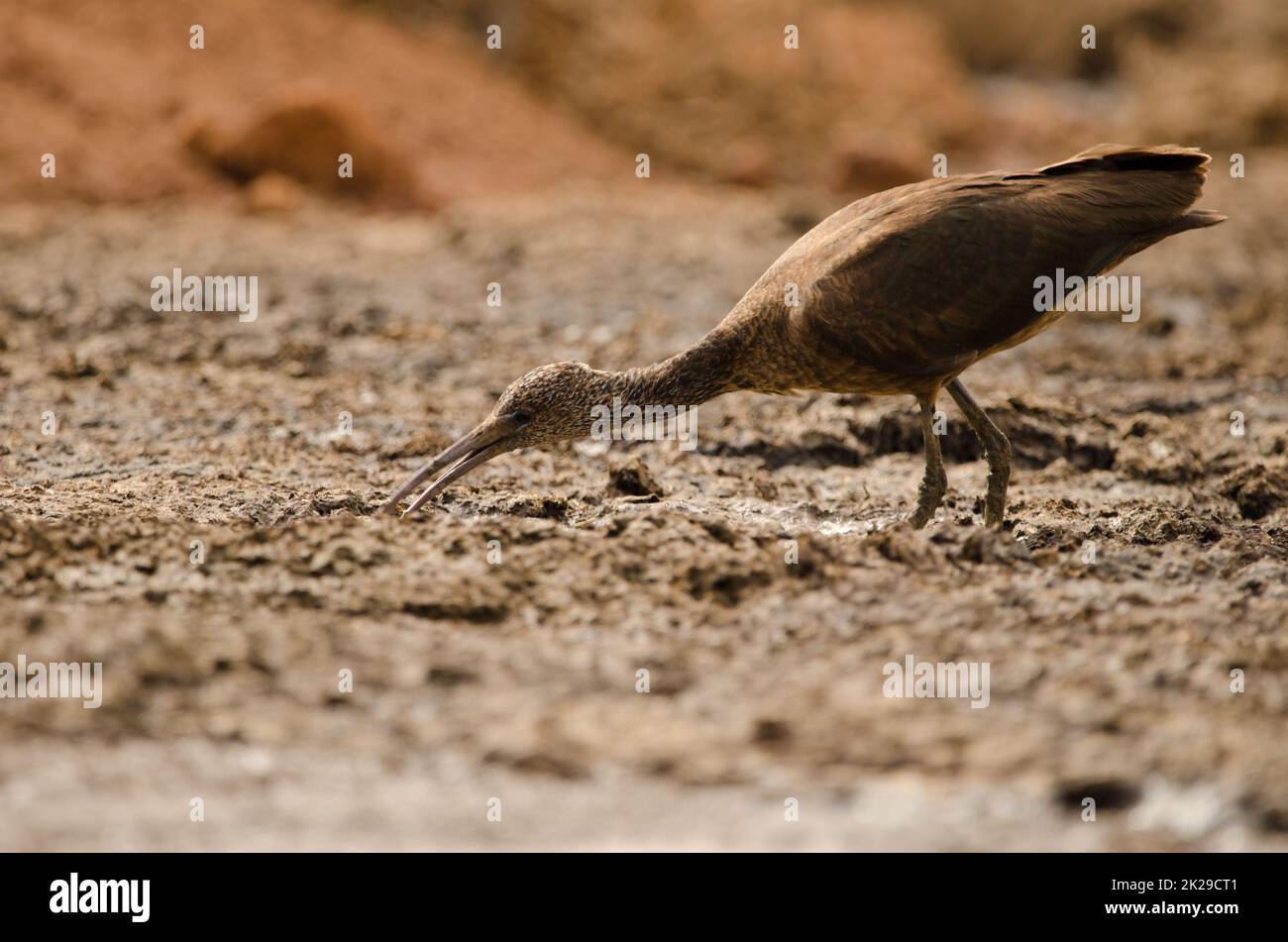 Glossy ibis alla ricerca di cibo. Foto Stock
