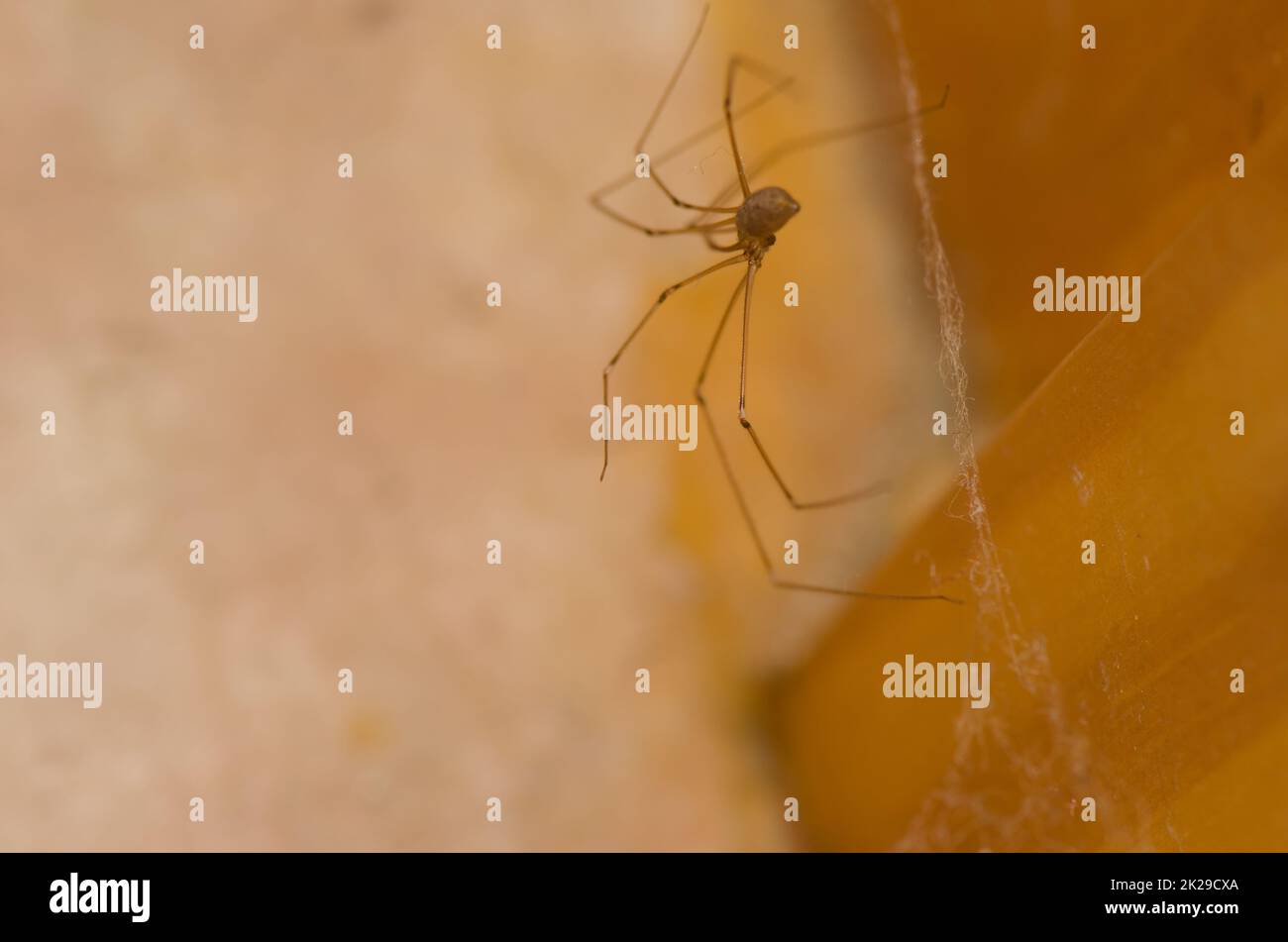 Daddy ragno a gambe lunghe Pholcus phalangioides. Foto Stock