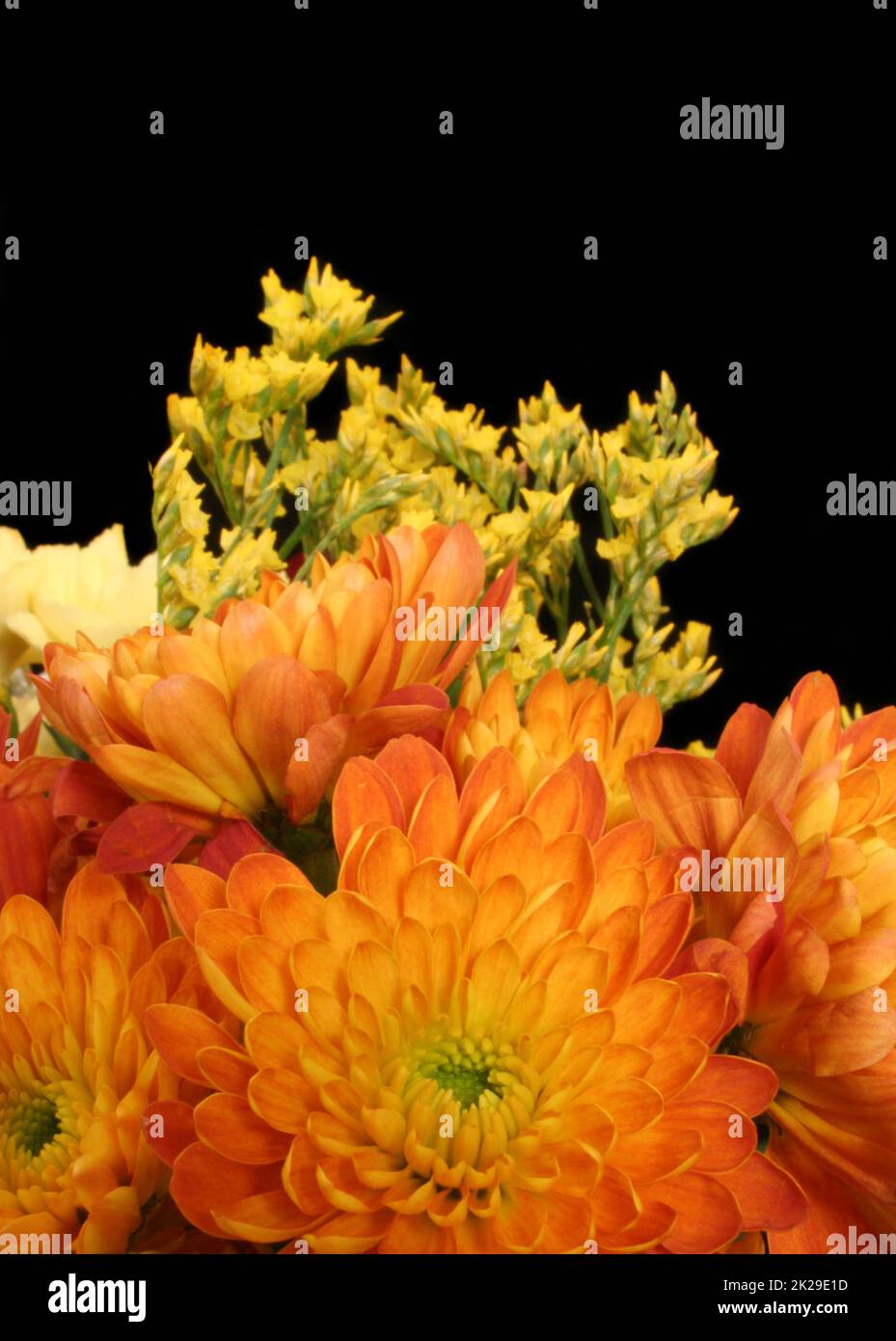 Fiori autunnali giallo e sfondo nero Orangeon con spazio per il testo Foto Stock