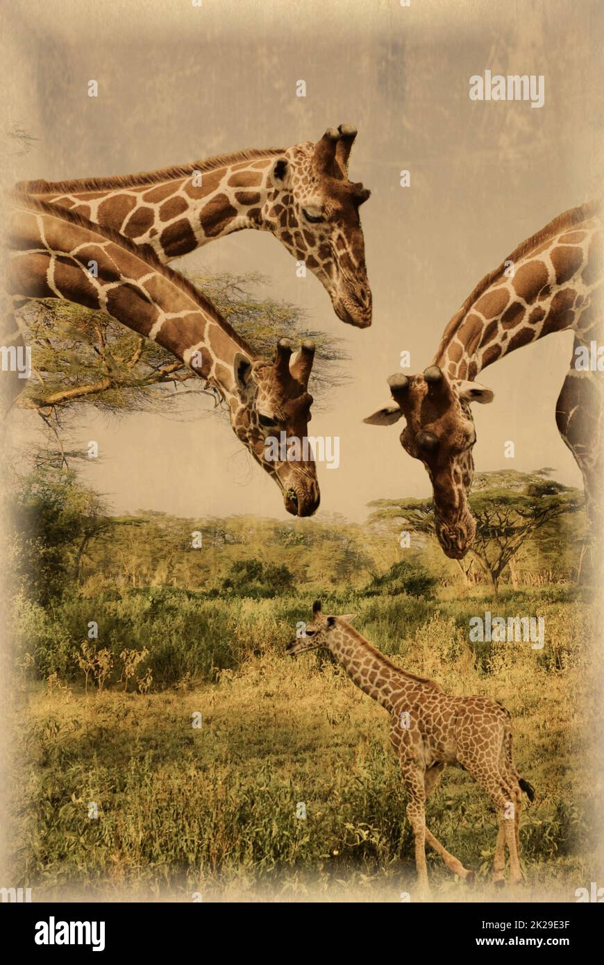 Vecchia foto di giraffe su Kilimanjaro nel Parco Nazionale di Amboseli Foto Stock