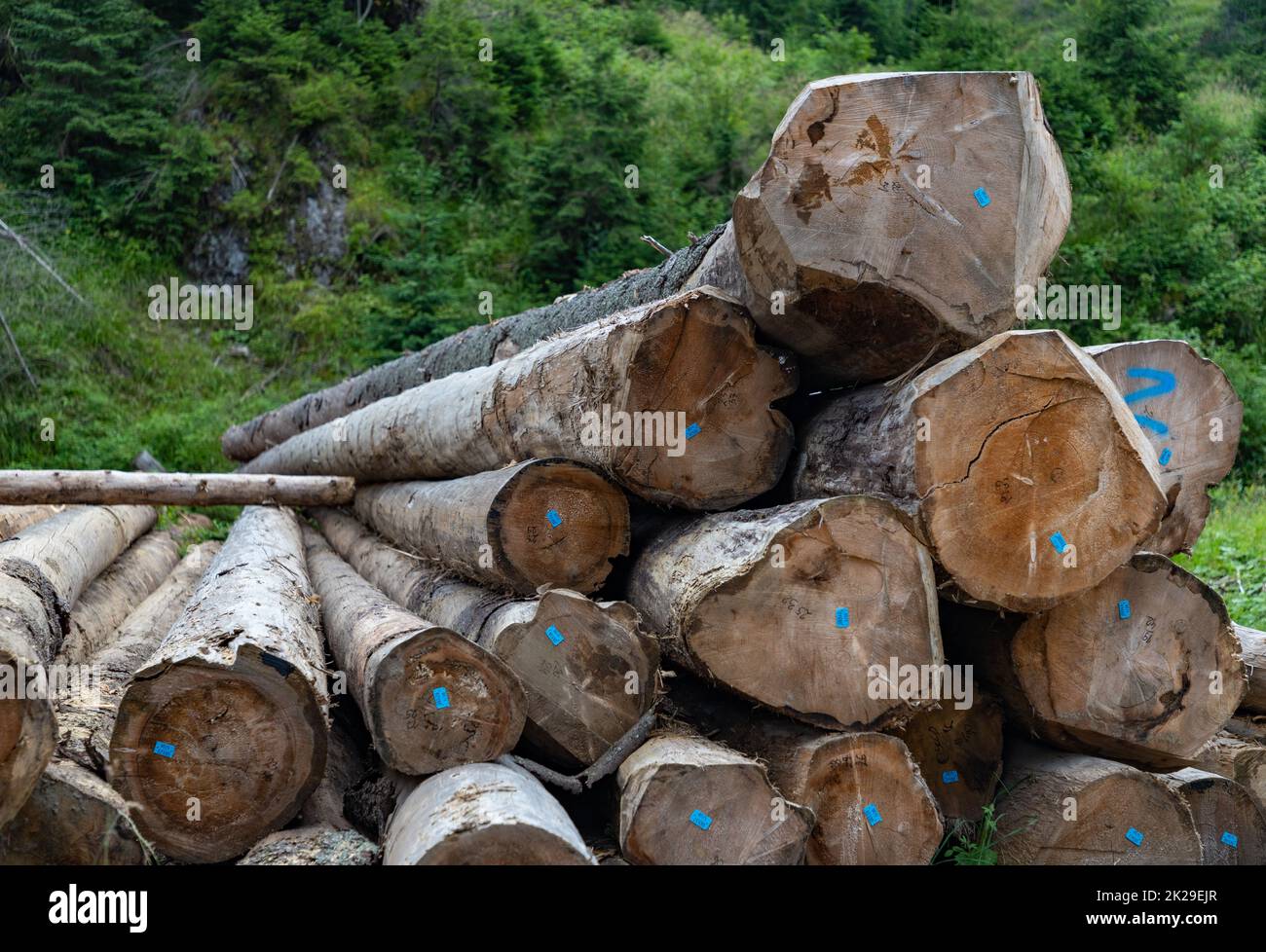 Tronchi da sega di legno Foto Stock