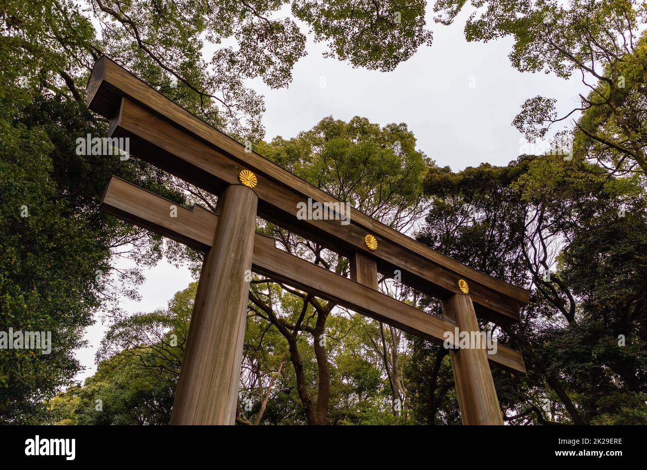 Meiji Jingu Torii i Foto Stock