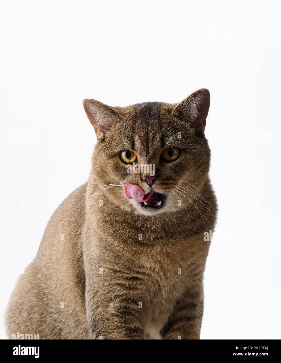 adulto gatto grigio scozzese diritto sid su uno sfondo bianco e lecca le sue labbra. Animale carino Foto Stock