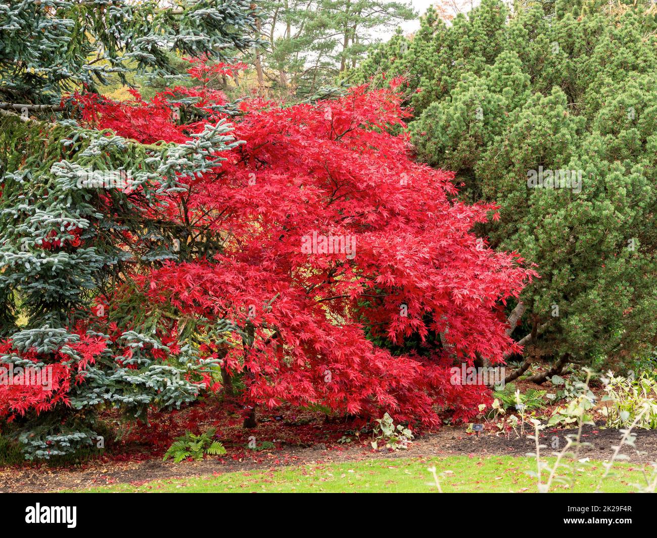 Arbusto di acero giapponese in un giardino con belle foglie rosse di autmn Foto Stock