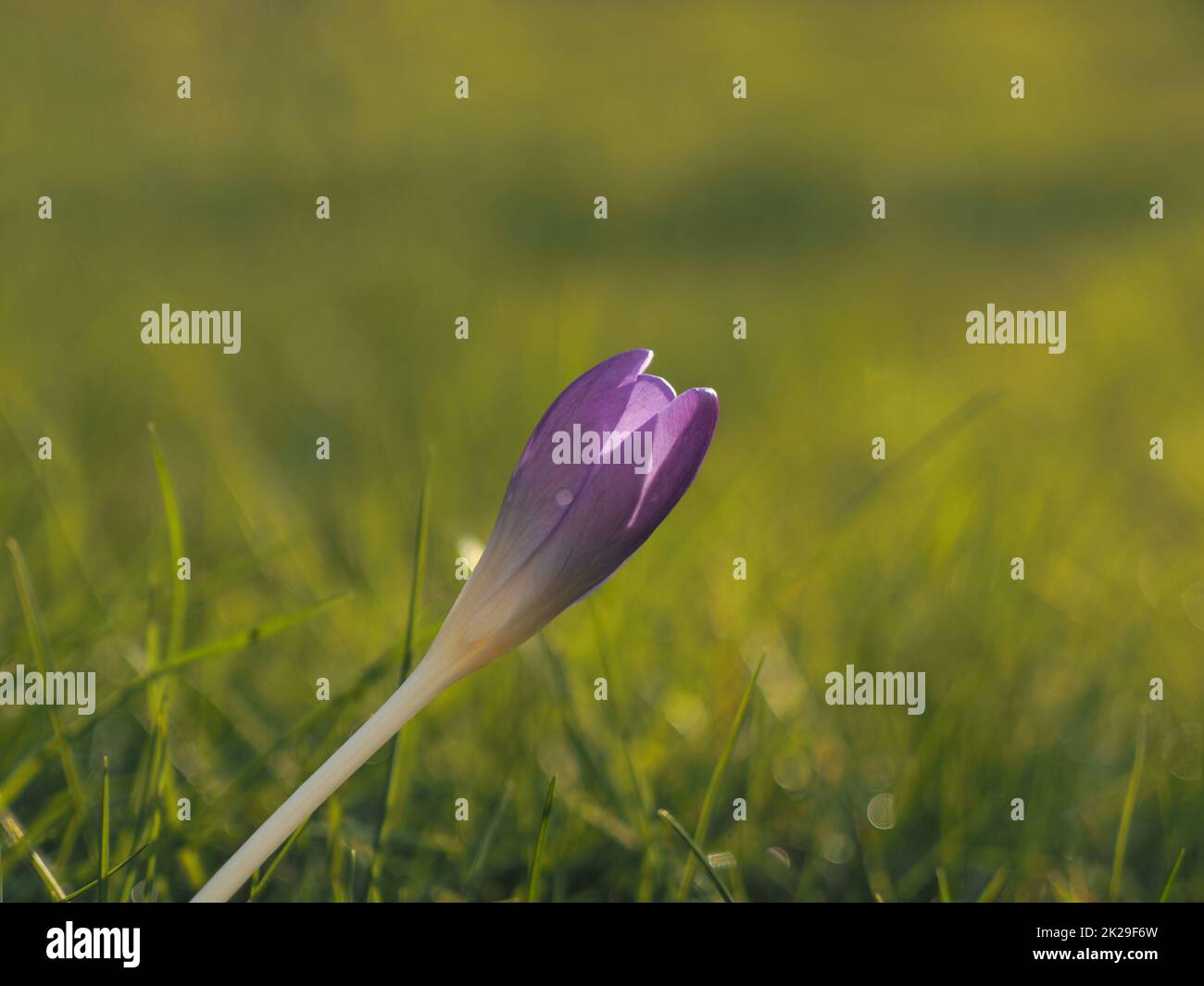 Bellissimo cocco in primavera, primo piano con retroilluminazione Foto Stock