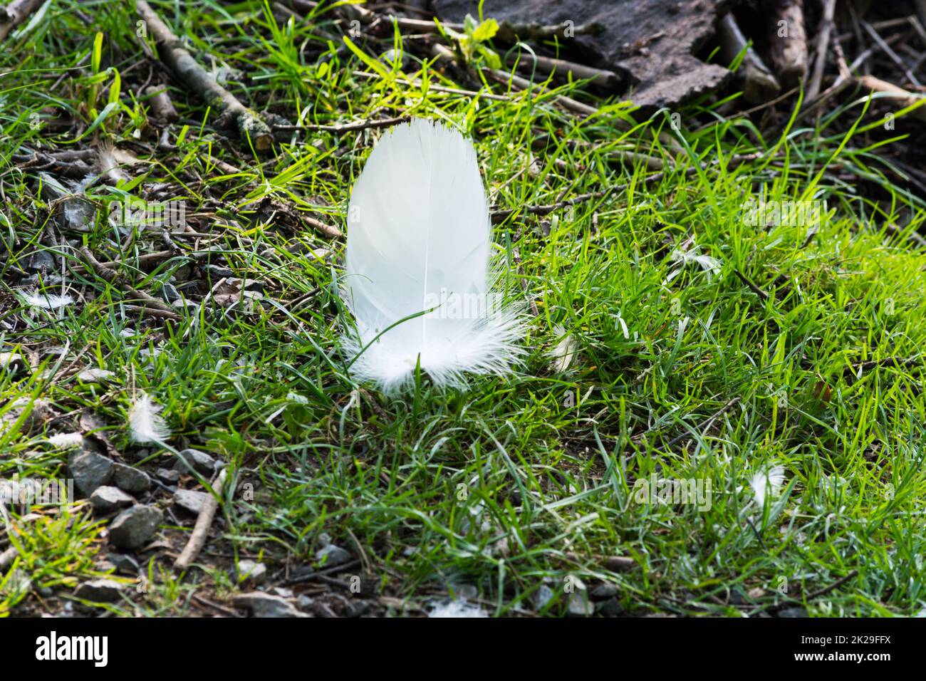 Il nido di Swan nella Heiligenhaus di AbtskÃ¼cherteich. Foto Stock