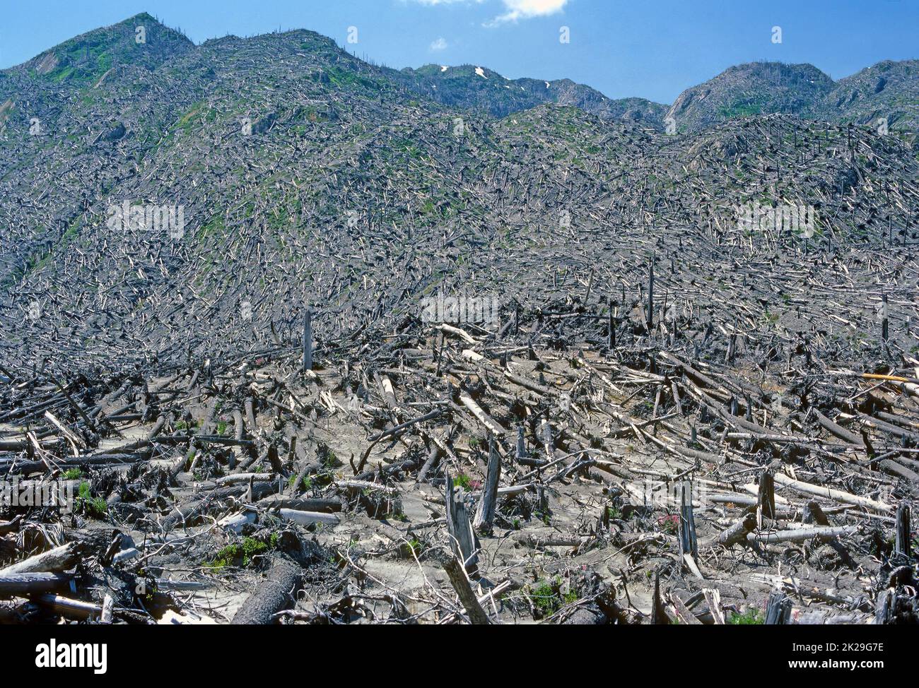 Devastazione al Monte St Helens Foto Stock