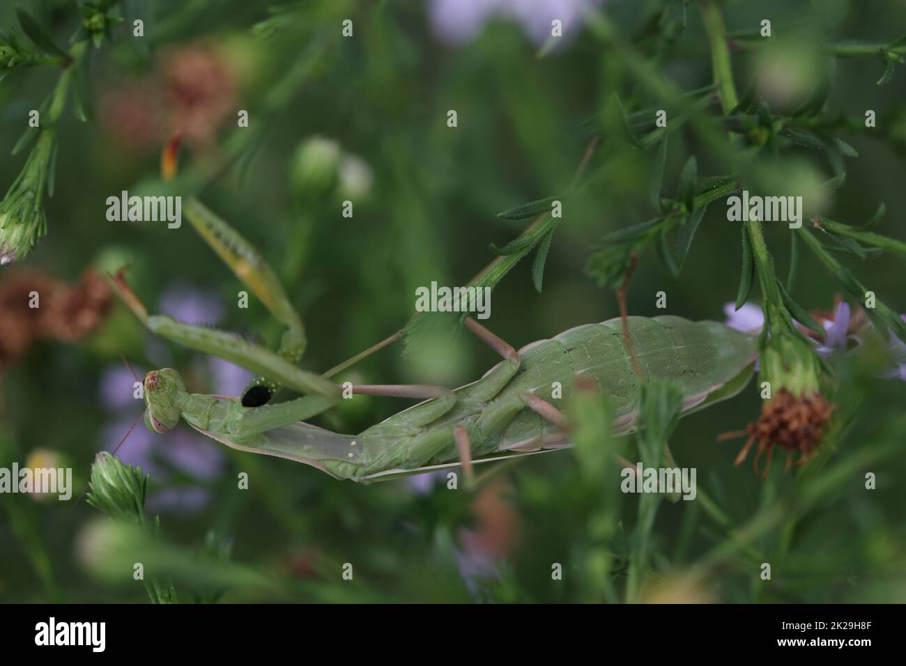 mantis religiosa verde mimetizzazione in un cespuglio Foto Stock