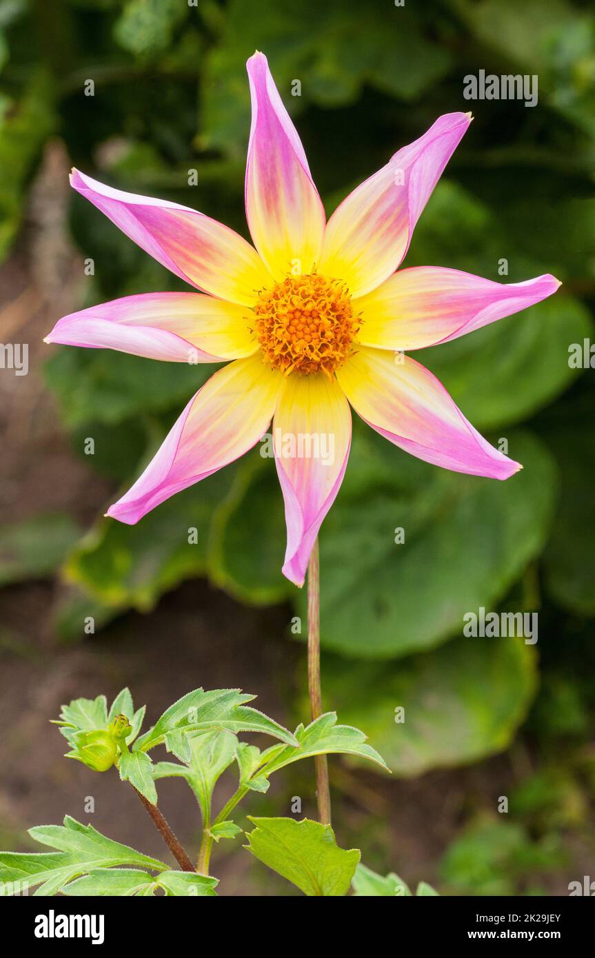 Primo piano di Dahlia Trelyn Serin una stella rosa e giallo Orchid fiore dahlia che è un mezzo duro gelo tenero deciduo perenne Foto Stock