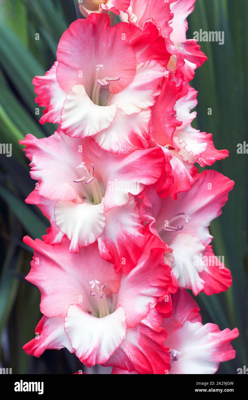 Primo piano di grande Rosa & Crema Fiori bianchi di Gladiolus cuore spezzato Frizzle un periodo estivo di fioritura cormous perenne che è mezzo duro Foto Stock