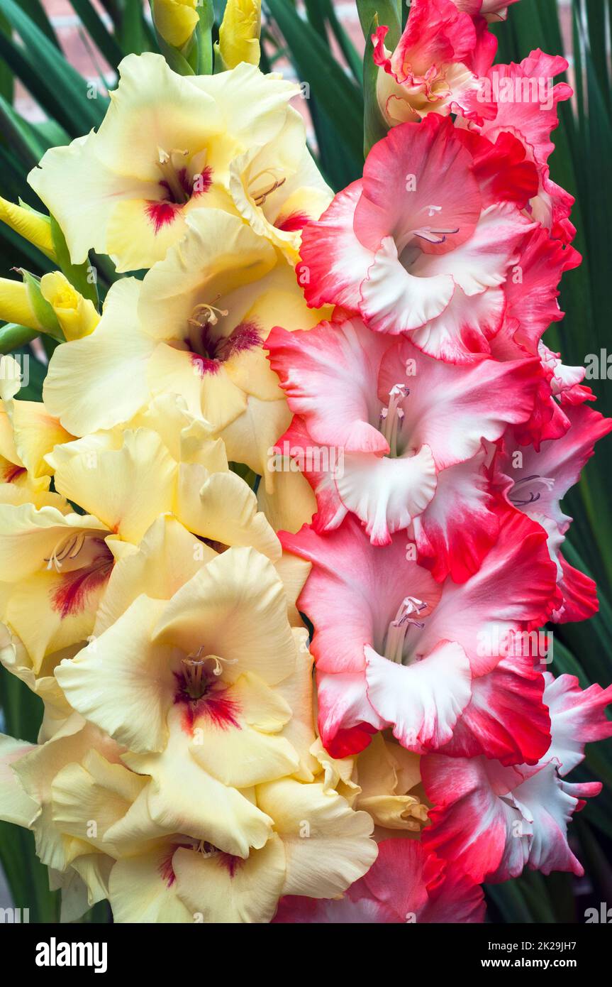 Gladioli Albanderia e Broken Heart frizzle insieme sono due piante perenni cormoose fiorite d'estate che sono semidure e teneri al gelo Foto Stock