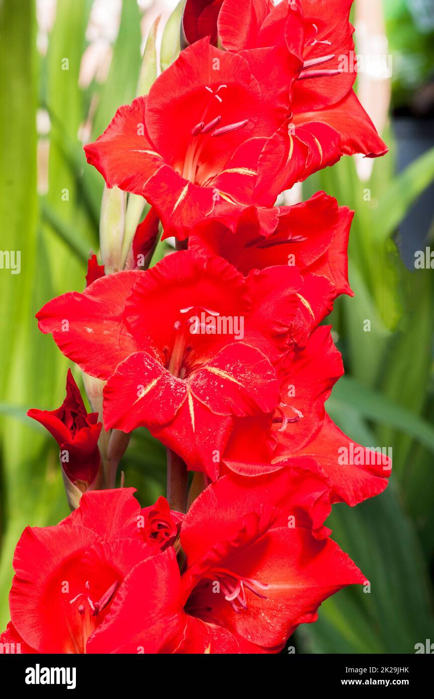 Primo piano di grandi fiori rossi di Gladiolus Magna su uno sfondo di foglie un periodo estivo fiorito perenne che è mezzo duro e brina Foto Stock