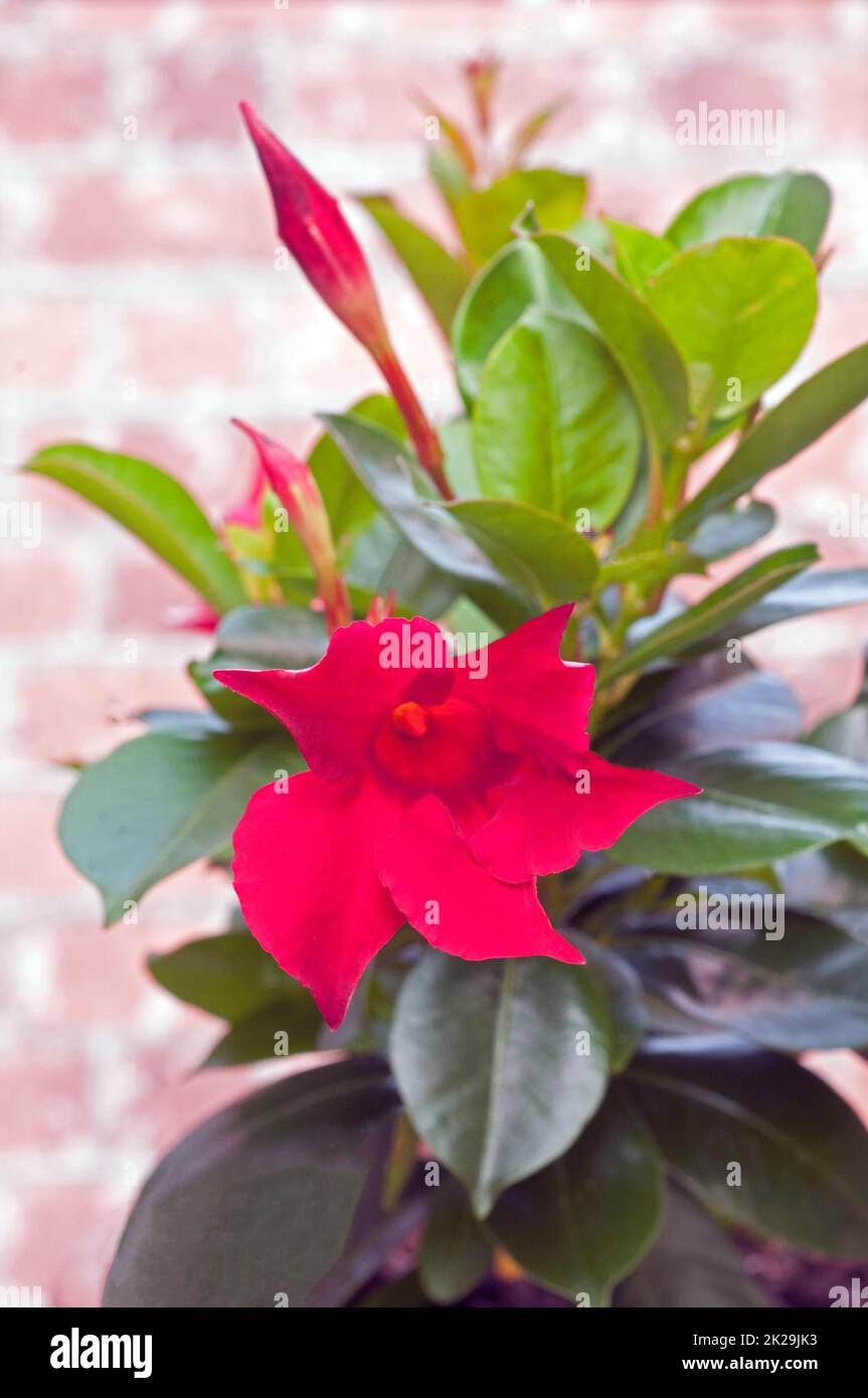 Mandevilla splendens o Dipladenia splendens che mostra fiori e germogli. Un alpinista sempreverde che ha fiori rossi in estate ed è gelo tenero. Foto Stock