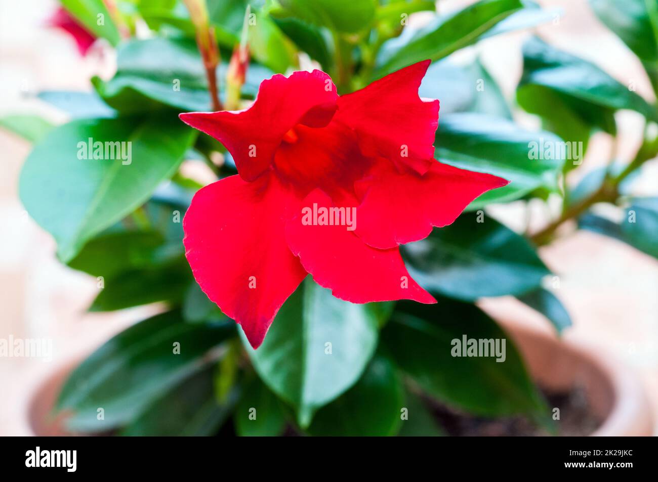 Mandevilla splendens o Dipladenia splendens che mostra fiori e germogli. Un alpinista sempreverde che ha fiori rossi in estate ed è gelo tenero. Foto Stock