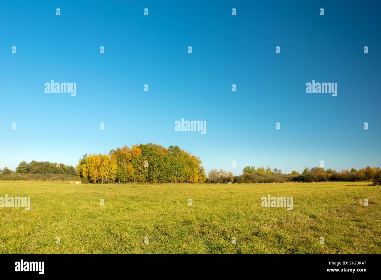 Un prato verde, alberi autunnali e un cielo blu senza nuvole, Nowiny, Polonia Foto Stock