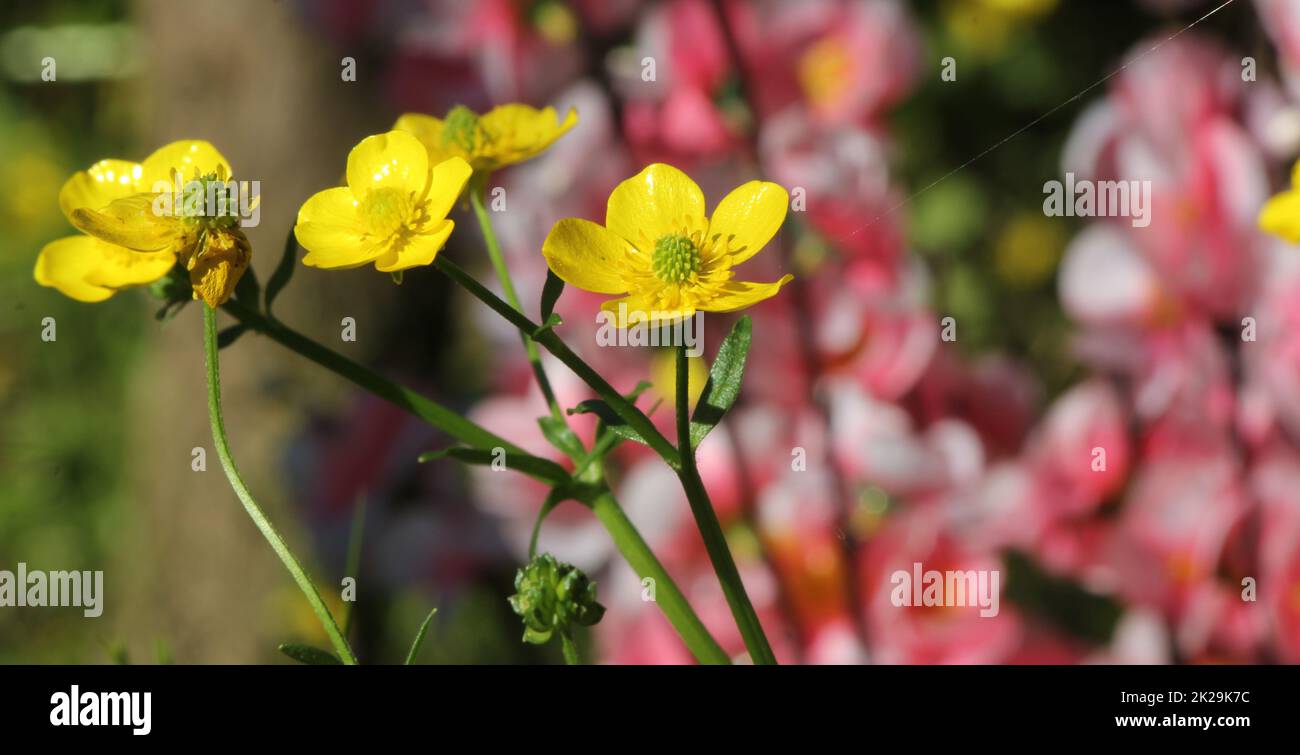 Texas Wildflower Yellow Buttercup Ranunculus bulbosus - Buttercup bulbo Foto Stock