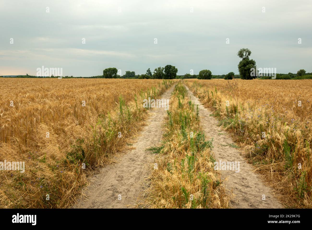 Strada attraverso campi dorati e cielo nuvoloso Foto Stock
