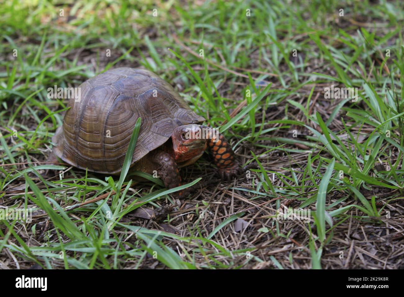 Box Turtle attraversa Yard nel Texas orientale Foto Stock