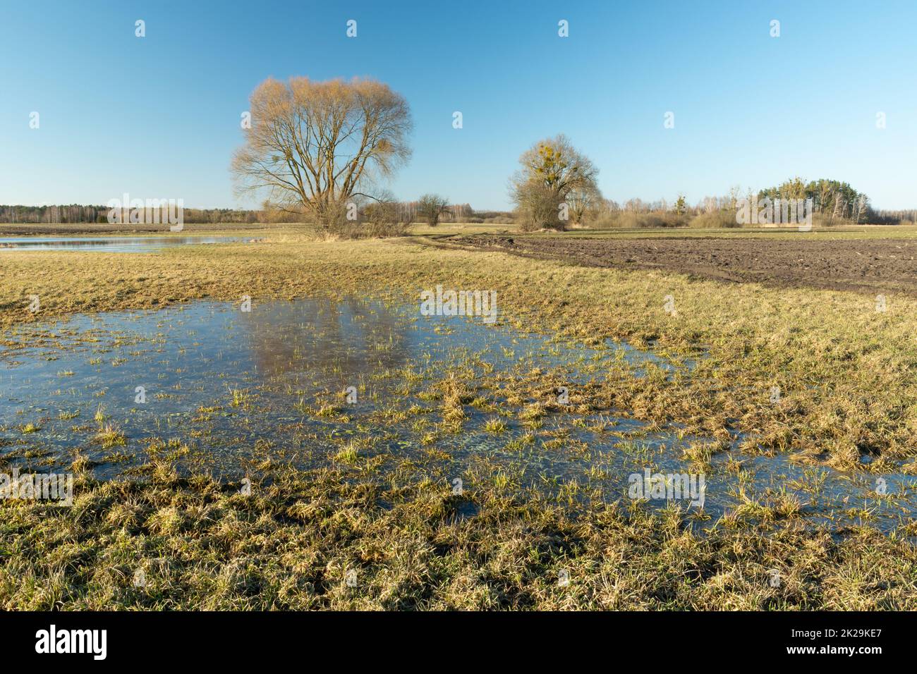 Acqua sul prato, alberi e cielo nuvoloso Foto Stock