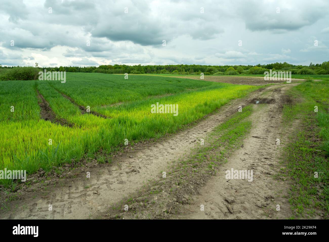 Campo verde crescente e strada sterrata, Zarzecze, Polonia Foto Stock