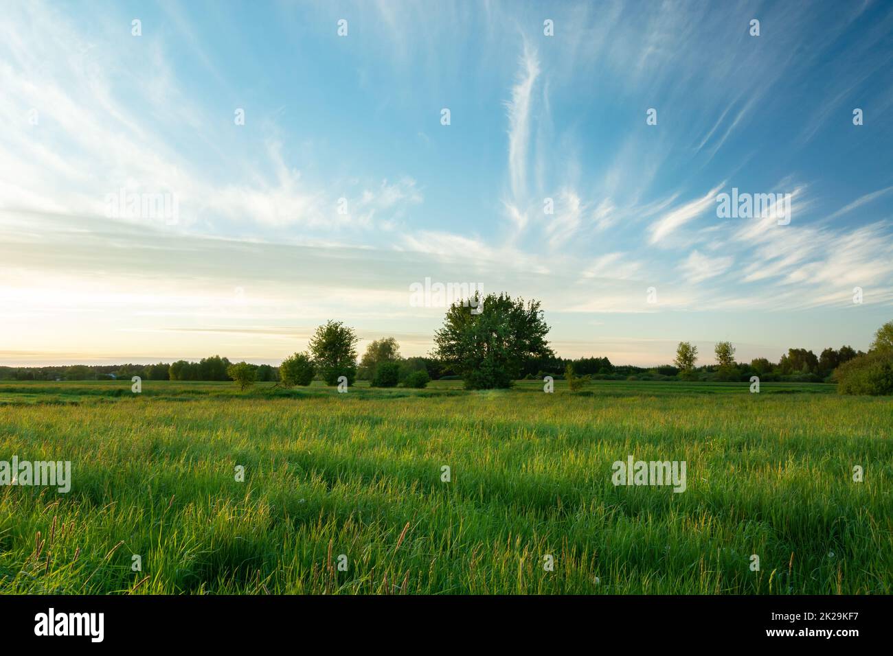 Fantastiche nuvole sul verde selvaggio prato Foto Stock