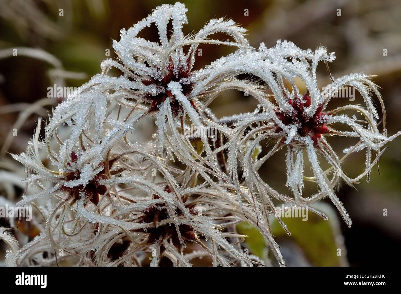 semi di fiori di clematis congelati dopo una notte fredda in inverno - sommersi da cristalli di ghiaccio Foto Stock