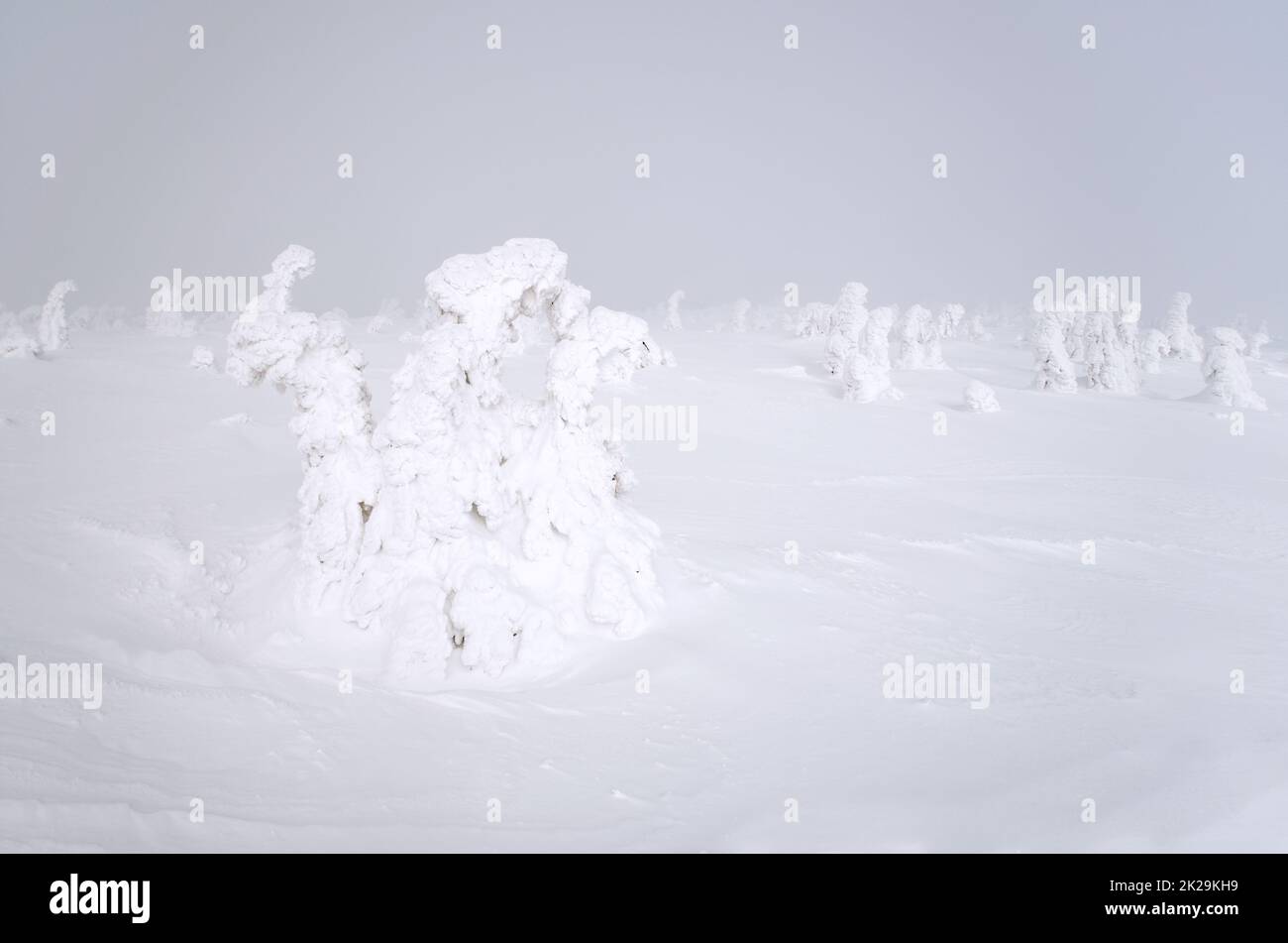 gli spruces coperti di neve formano fiabe come figure - idrata a tre teste - su nebbioso vento collina picco nebbia tempo Foto Stock