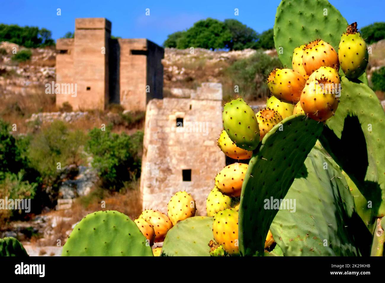 Cactus Prickly pere con backgound fortezza maltese Foto Stock